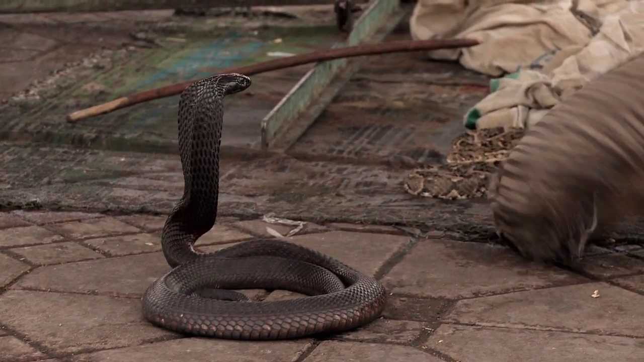 Watch a Snake Charmer