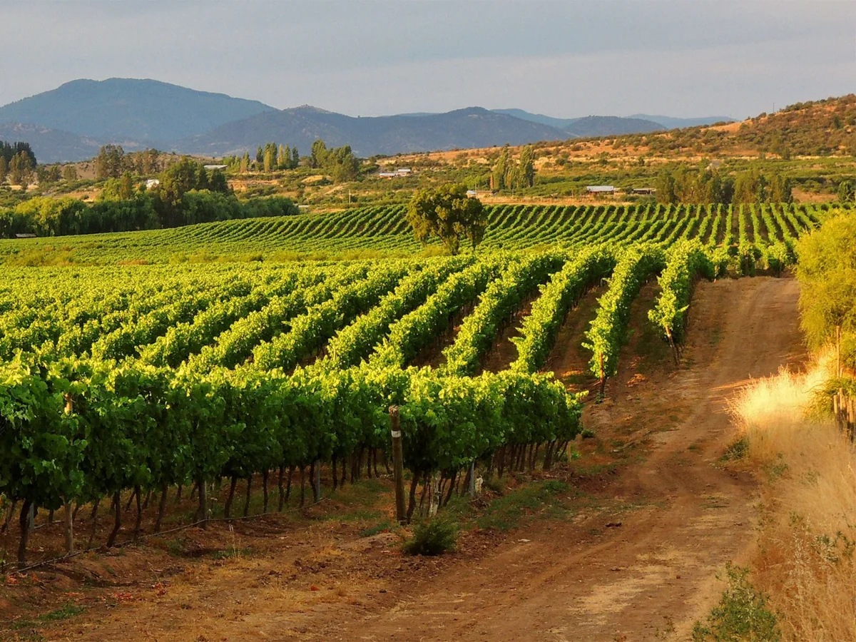 Sip wine at a vineyard in the Central Valley